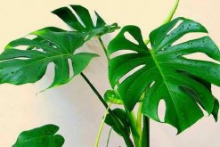 龜背竹一盆養(yǎng)幾棵好，根據(jù)花盆的大小形狀來決定