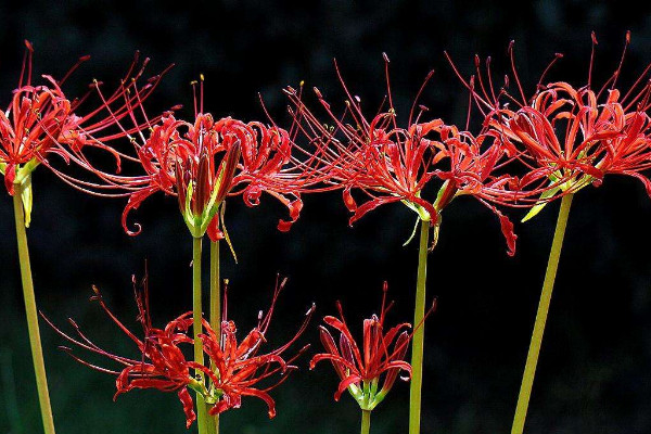 彼岸花種子種多久長苗
