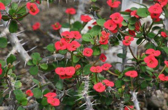 虎刺梅花期多少天，一年四季均可開(kāi)花(養(yǎng)殖得當(dāng))