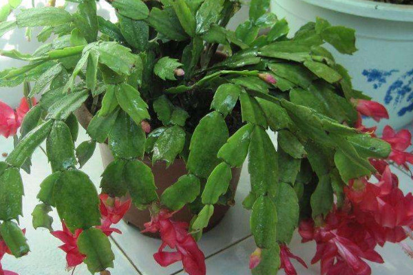 蟹爪蘭移栽后注意事項(xiàng)