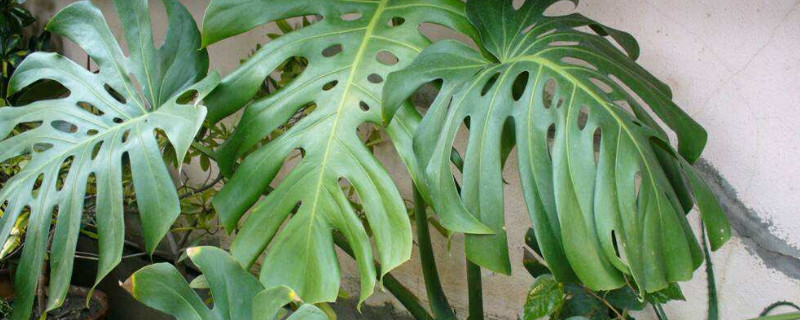 龜背竹葉子發(fā)粘是怎么回事