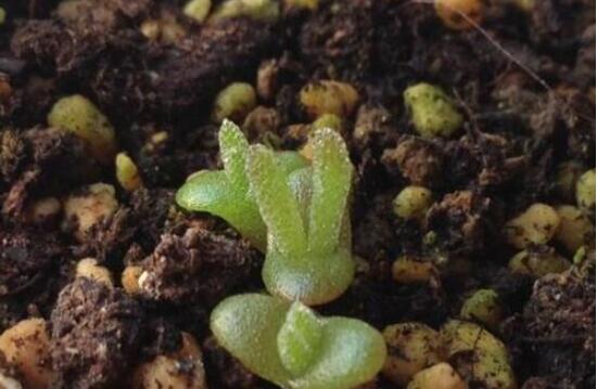 碧光環(huán)怎么種，保持盆土微濕潤/秋季種植存活率高