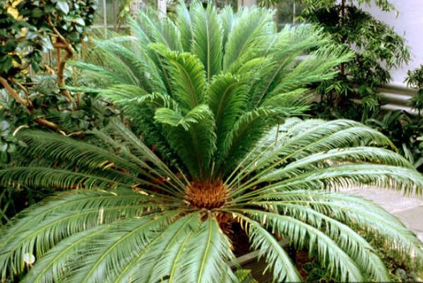 鐵樹的養(yǎng)殖方法，必須要掌握的5個要點