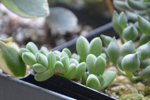 碧玉蓮的養(yǎng)護(hù)方法，做好五個(gè)方面的管理