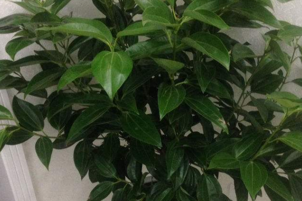 平安樹(shù)用什么肥料好，枝繁葉茂氮磷鉀肥