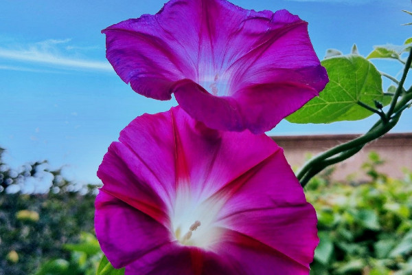 牽?；ǚN子能吃嗎