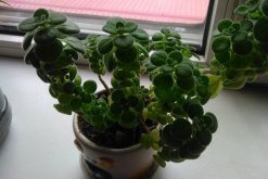 碰碰香幾月份可以扦插，扦插最佳時間在5-10月