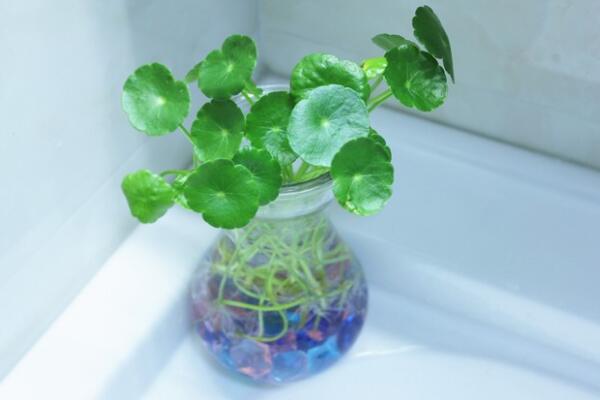 銅錢草除甲醛嗎，能/但除甲醛效果一般