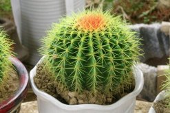 仙人球特點(diǎn)是什么，凈化、裝飾、藥用以及防輻射