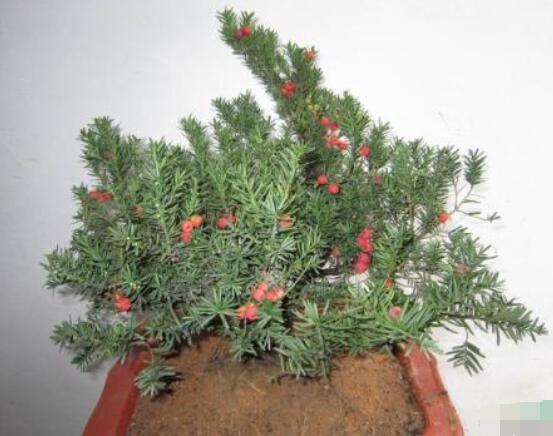 紅豆杉放家哪個(gè)位置好，教你六種最佳擺放地點(diǎn)(招財(cái)生旺)