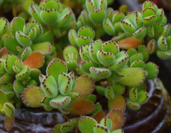 熊童子開花要施肥嗎，施以磷鉀肥為主/35度以上停止施肥