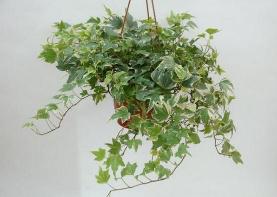 常春藤葉子發(fā)黃的原因有三，讓它重新恢復(fù)生機(jī)