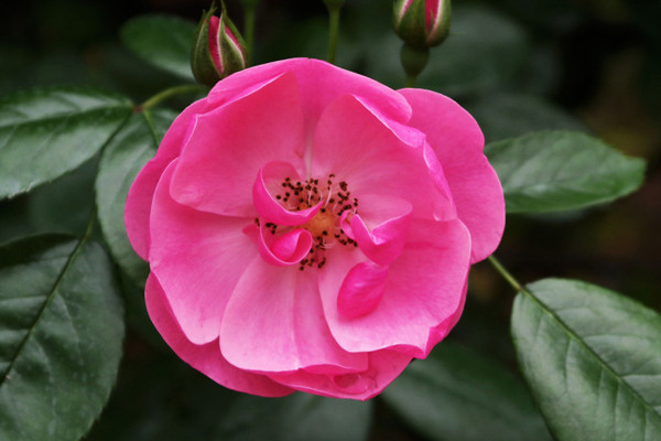 薔薇花為什么不開花