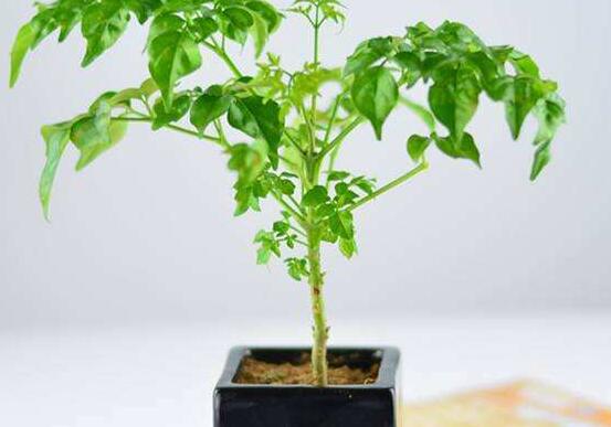 幸福樹(shù)不長(zhǎng)葉子怎么辦，做好這四點(diǎn)可生長(zhǎng)的茂盛碧綠