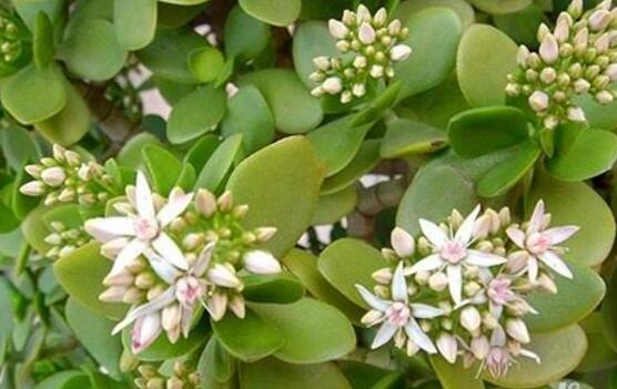 玉樹(shù)葉子發(fā)軟怎么辦，三種原因以及解決辦法