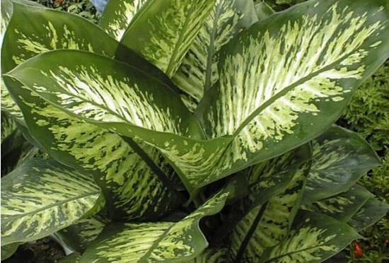 萬年青植物有幾種，盤點最令人欣賞的十大品種