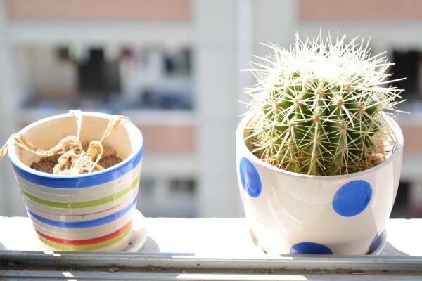 仙人球換盆方法，4步即可完成仙人球的換盆