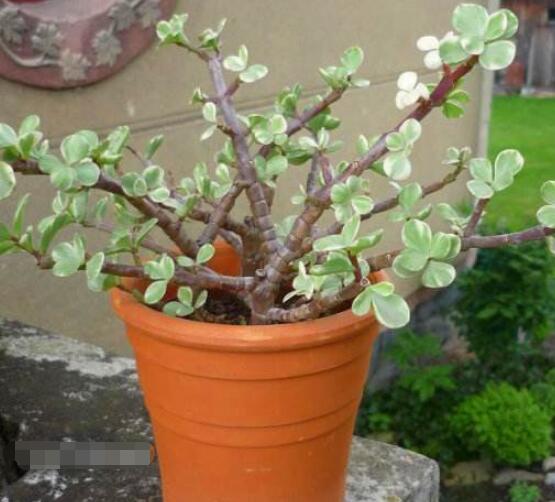 雅樂之舞怎么扦插，春季最佳/剪取生長(zhǎng)健壯枝條