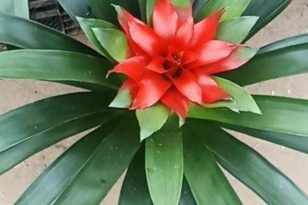 鴻運當(dāng)頭不分株可以嗎