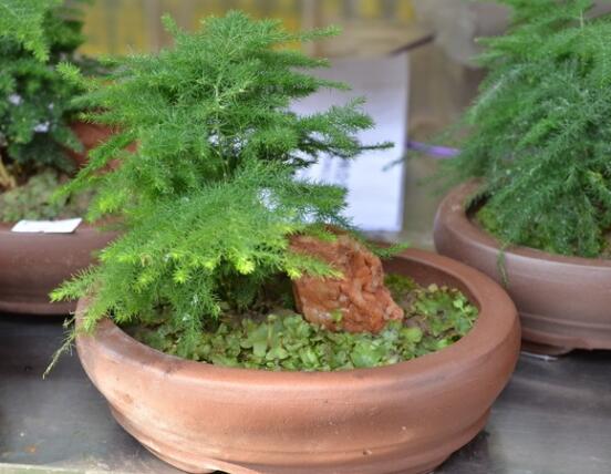 文竹肥料有哪些，餅肥、無(wú)機(jī)復(fù)合肥、液肥為主(枝繁葉茂)