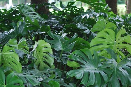 龜背竹水培方法和注意事項，教你超簡單三點步驟/勤換水