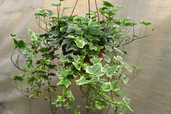 常青藤換盆注意事項(xiàng)