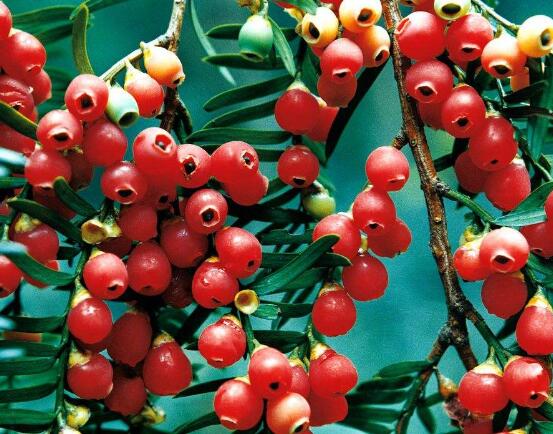 紅豆杉能在室內養(yǎng)嗎，美化家居環(huán)境、凈化空氣