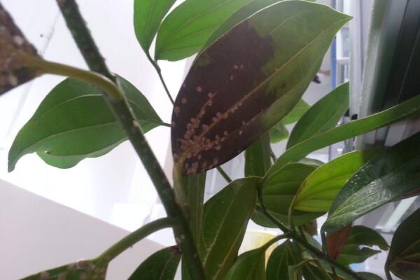 平安樹葉子長斑怎么辦，兩種方法幫你輕松解決（通風/除病害）