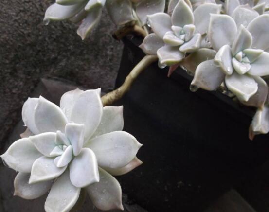 寶石花的花語是什么，代表著一種永不凋謝的愛、大富大貴