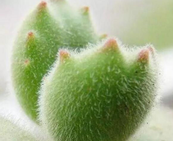 熊童子多久澆一次水，要根據(jù)季節(jié)的變化來澆水