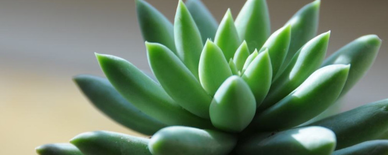 千佛手仙人掌怎么養(yǎng)