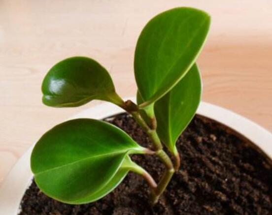 碧玉花的扦插方法圖解，教你五個(gè)扦插便可爆盆好方法