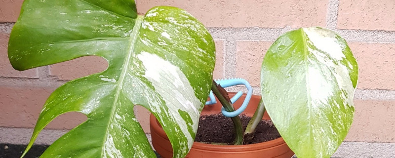 龜背竹莖發(fā)黑是爛根嗎