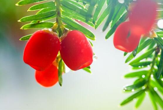 紅豆杉能在室內養(yǎng)嗎，美化家居環(huán)境、凈化空氣