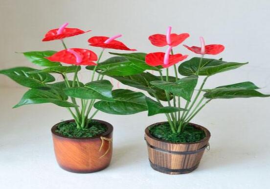 紅掌葉子發(fā)黃焦邊干枯是怎么回事，教你最直接有效三種解決措施