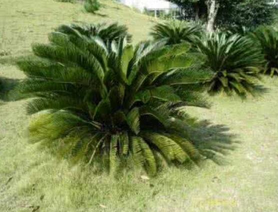 鐵樹什么時(shí)候長(zhǎng)新葉，每年春秋時(shí)分生長(zhǎng)出2-3輪新葉