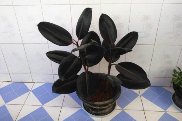 橡皮樹(shù)葉子怎么扦插，只需要簡(jiǎn)單的幾步即可完成