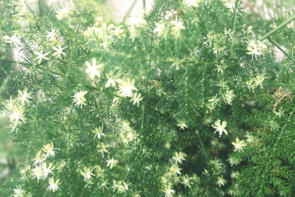 文竹怎么養(yǎng)才能瘋長，修剪枝葉非常重要