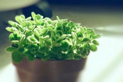 碰碰香的養(yǎng)殖方法和注意事項(xiàng)，必須要掌握的4大要點(diǎn)