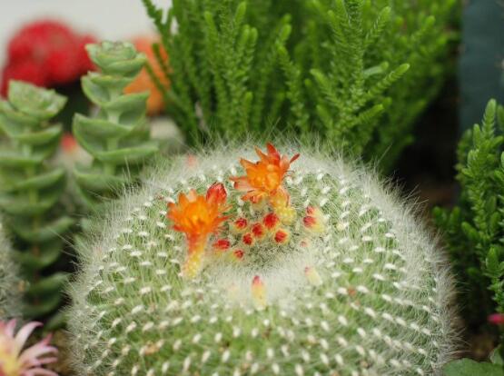 仙人球的寓意，寓意著外表堅(jiān)強(qiáng)而內(nèi)心柔軟