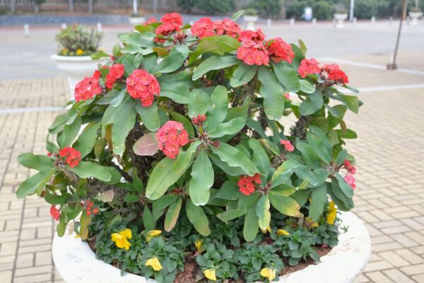 虎刺梅的養(yǎng)殖方法和注意事項(xiàng)，讓虎刺梅爆盆的關(guān)鍵