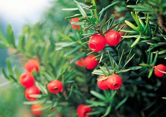 紅豆杉的養(yǎng)殖方法和注意事項，七大基本方法養(yǎng)殖郁郁蔥蔥