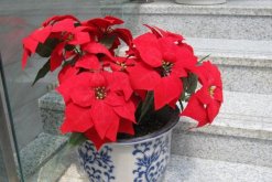 一品紅花期調(diào)控方法，以下方法就可以讓它提前開(kāi)花