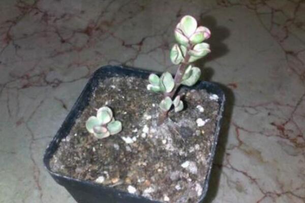 雅樂之舞怎么繁殖,扦插繁殖操作簡單且成活率高