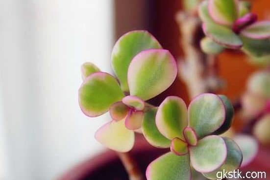 雅樂之舞葉片發(fā)皺是怎么回事，主要有三種原因造成(光照/溫度/澆水)