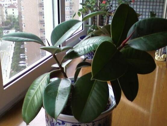 橡皮樹喜歡什么肥料，氮肥為主、磷鉀肥為輔