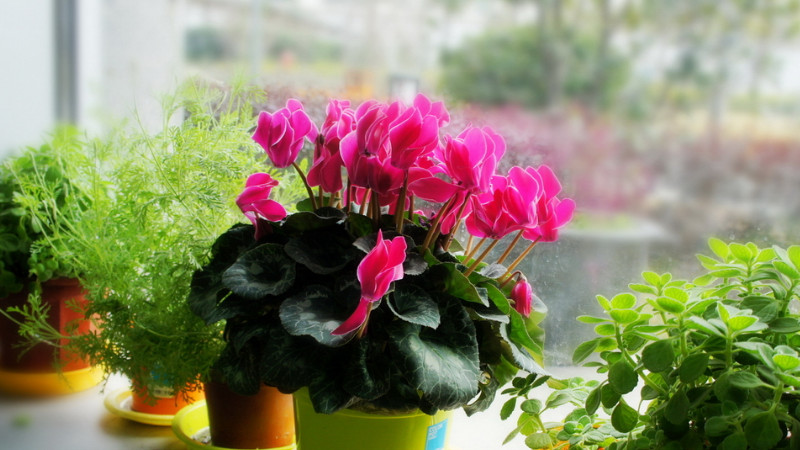 仙客來(lái)花怎么養(yǎng)