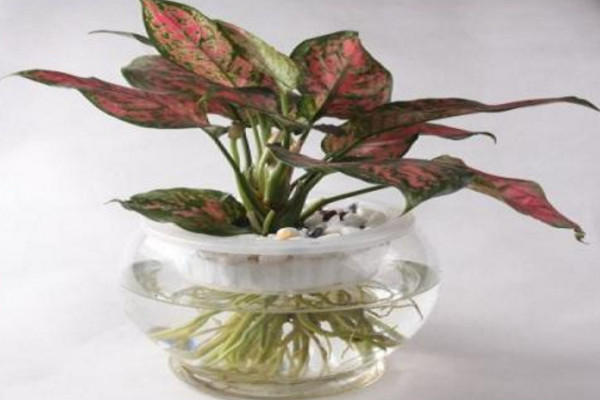 彩葉萬(wàn)年青可以水培嗎