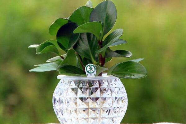 紫邊碧玉的作用，裝飾作用、藥用價(jià)值、凈化效果