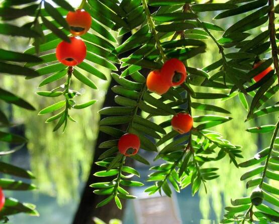 東北紅豆杉與南方紅豆杉有什么區(qū)別，介紹最簡(jiǎn)單的三種區(qū)別方法